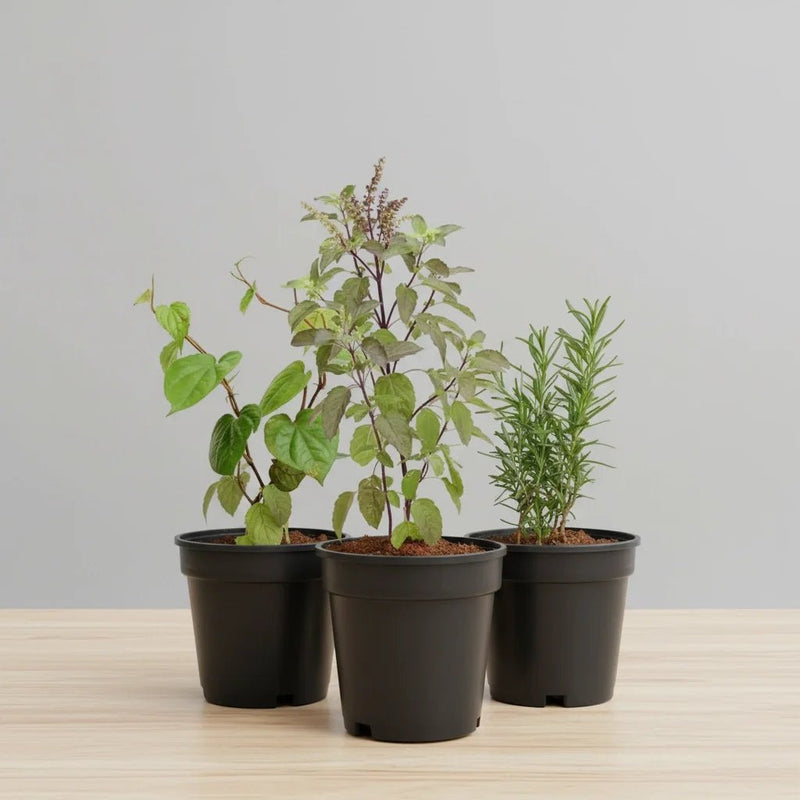 Top 3 Medicinal Herbs