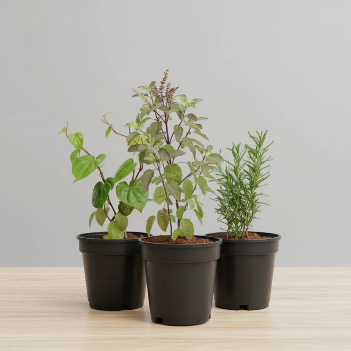 Top 3 Medicinal Herbs