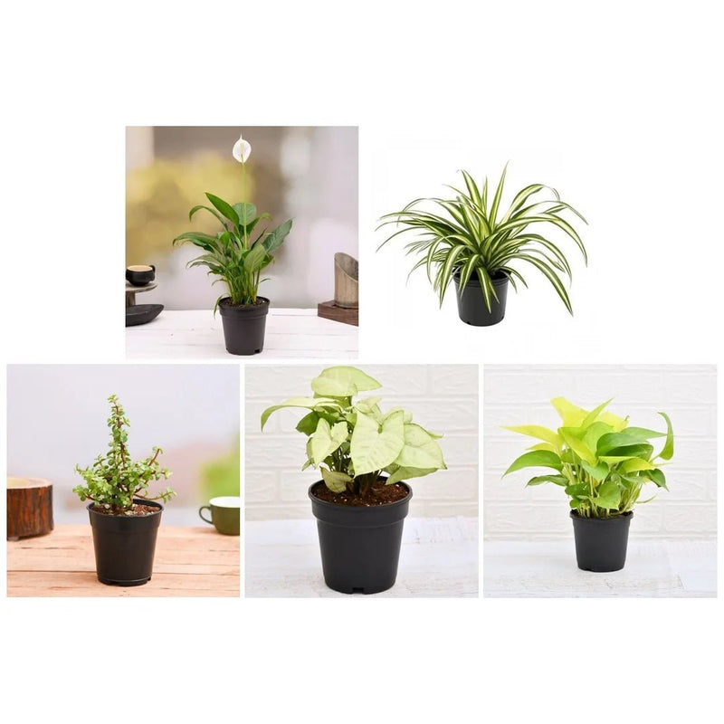 Top 5 Plants for Healthy and Prosperous New Year