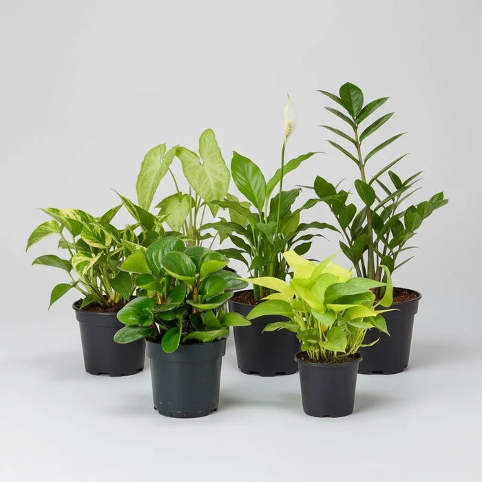 Set of 6 Plants for Healthy and Refreshing Day