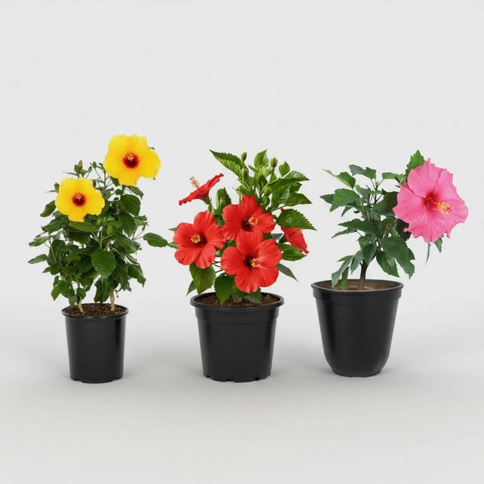Hibiscus (Pack of 3) - Plant