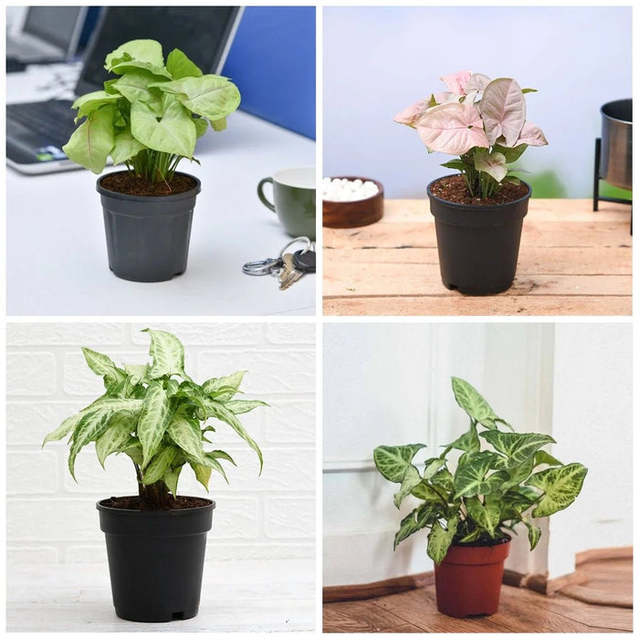 Pack of 4 Syngonium Plants for Forever Green Garden