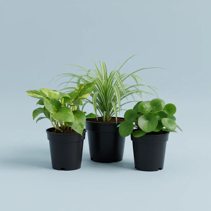 Table Top / Office Desk Plants For Removing Indoor Toxins