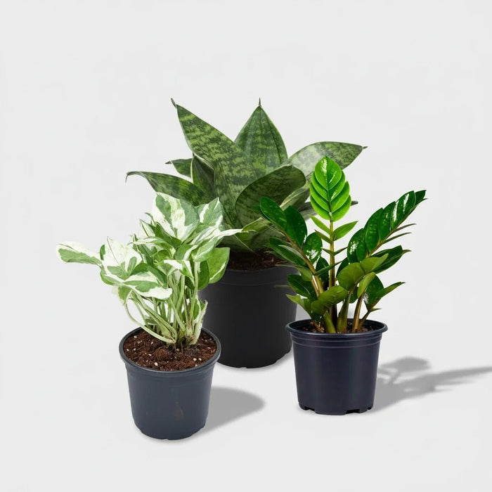 is a zz plant an air purifier Buy Top 3 Marvelous Air Purifier Plants for Bedroom online from Nurserylive at lowest price