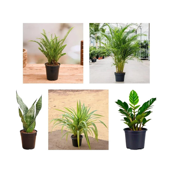 Top 5 Plants for Decoration on Auspicious Occasion