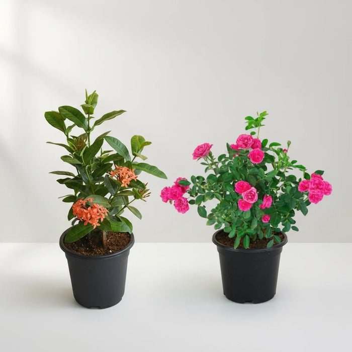 Set of 2 Mesmerising Flower Plants