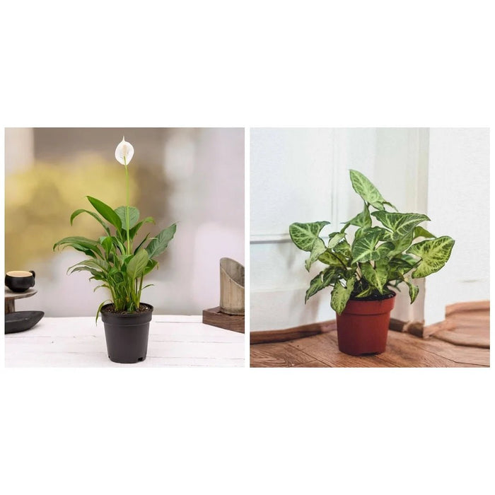 Top 2 Plants for Clean Indoor Air