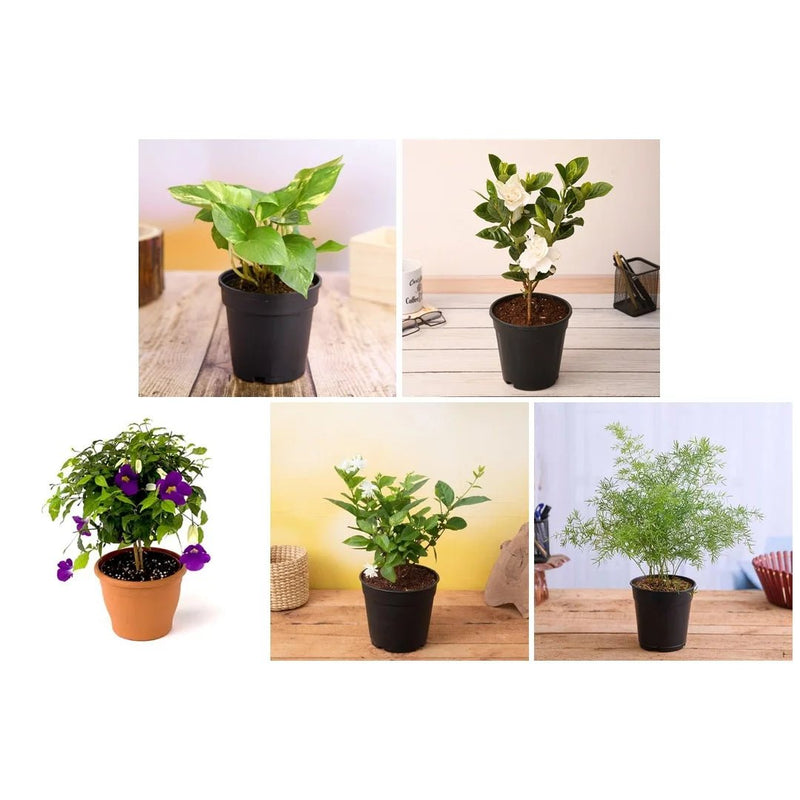 Top 5 Monsoon Special Plants