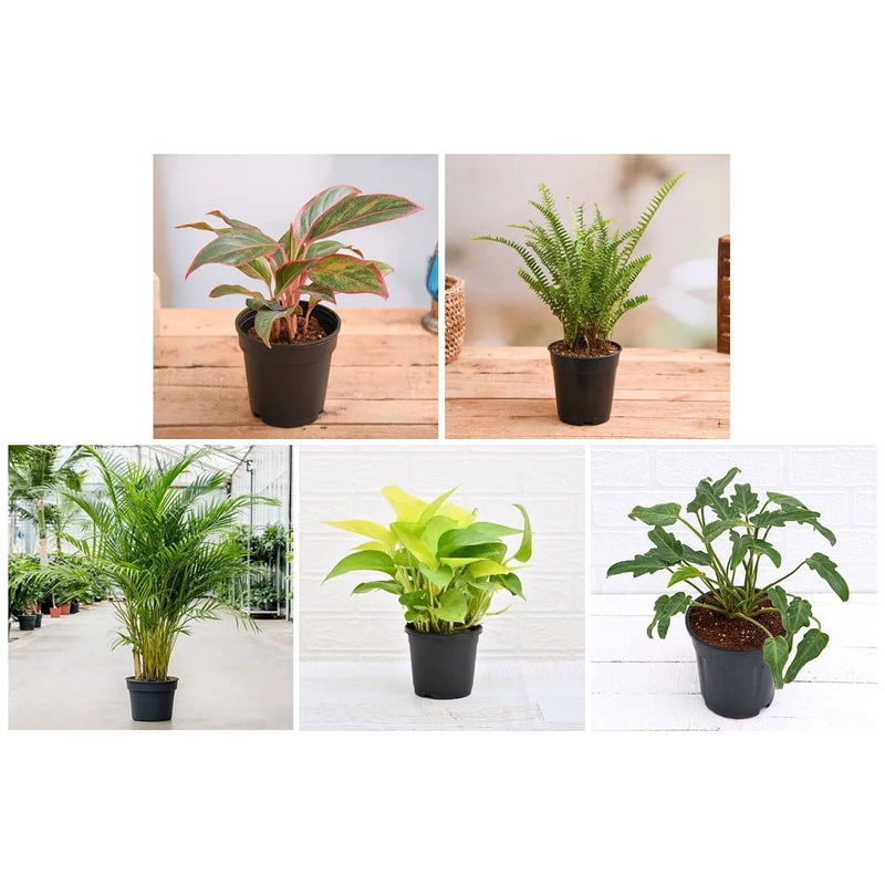 Top 5 Shade Tolerant Indoor Plants for Home