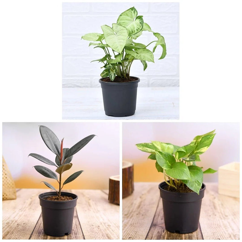 Low Maintenance Indoor Plants for Home Decoration