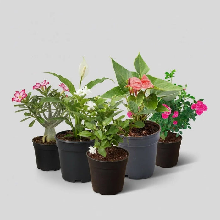 Express Love with these 5 plants