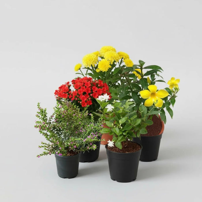 Top 5 Winter Special Flowering Plants