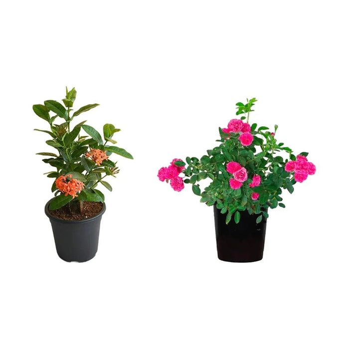Set of 2 Mesmerising Flower Plants