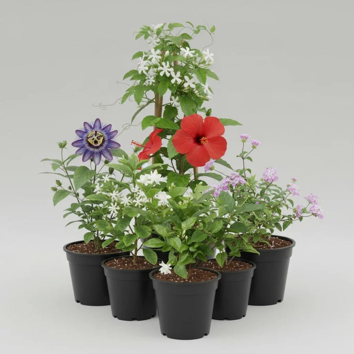 Top 5 Plants for Butterflies