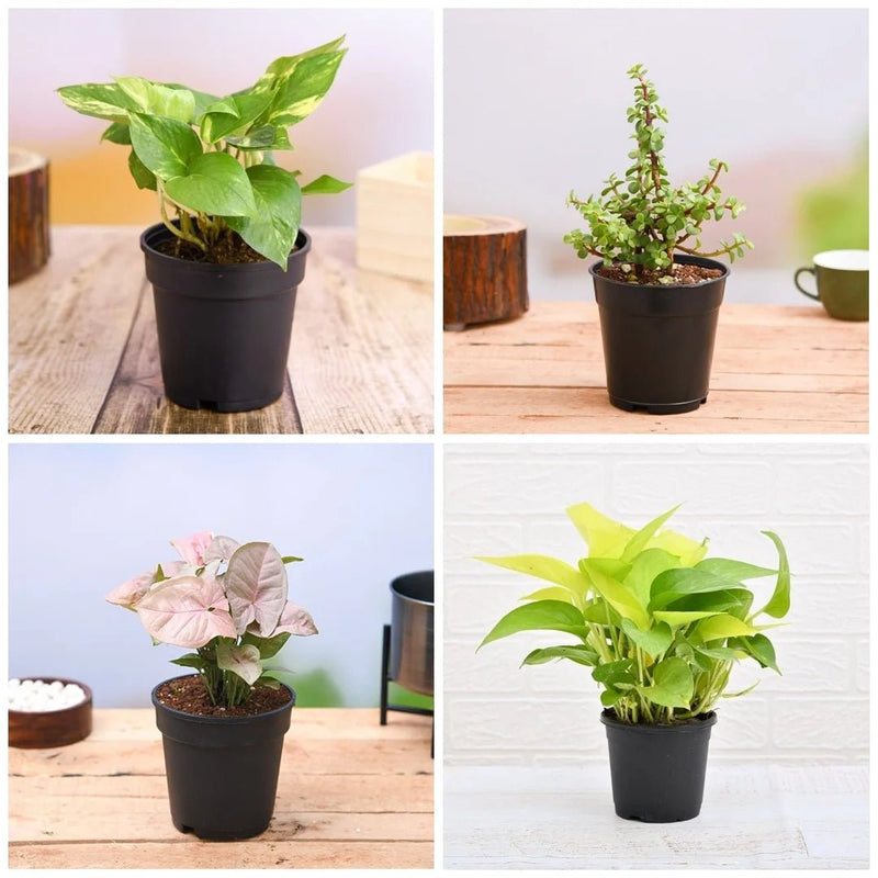 Best 6 Air Purifying Indoor Plants Pack
