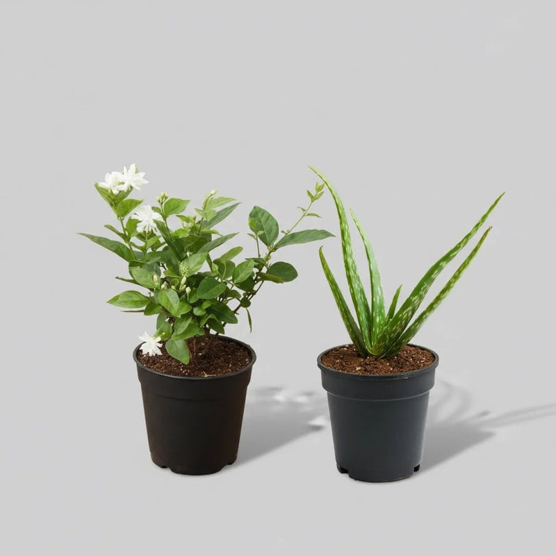 Set of 4 Summer Special Plants (2 Jasmine + 2 Aloe Vera) Pack
