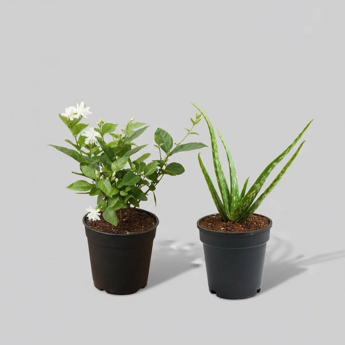 Set of 4 Summer Special Plants (2 Jasmine + 2 Aloe Vera) Pack