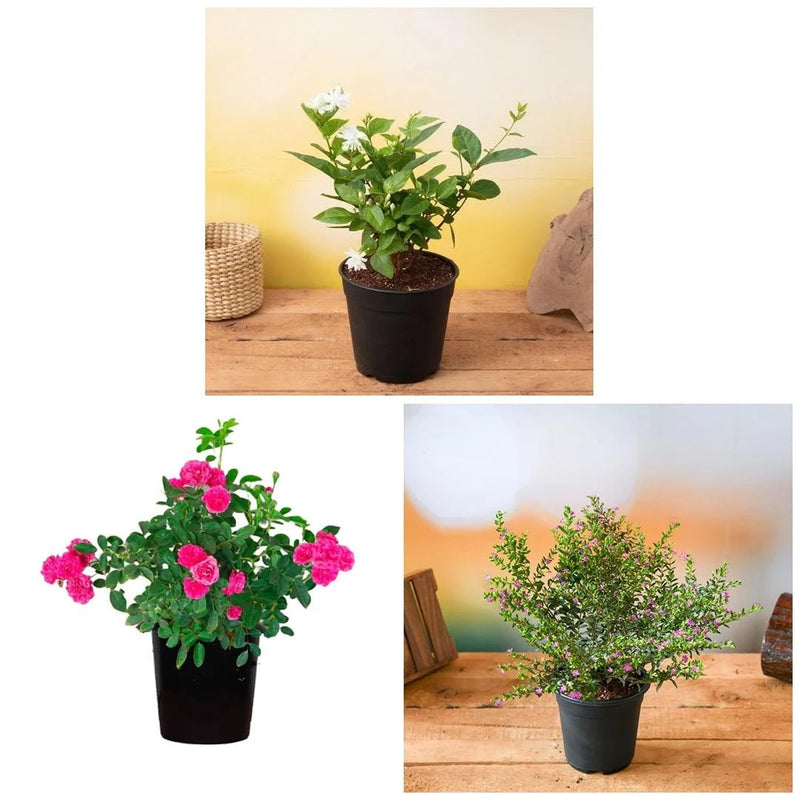 Top 3 Alluring Flowering Plants
