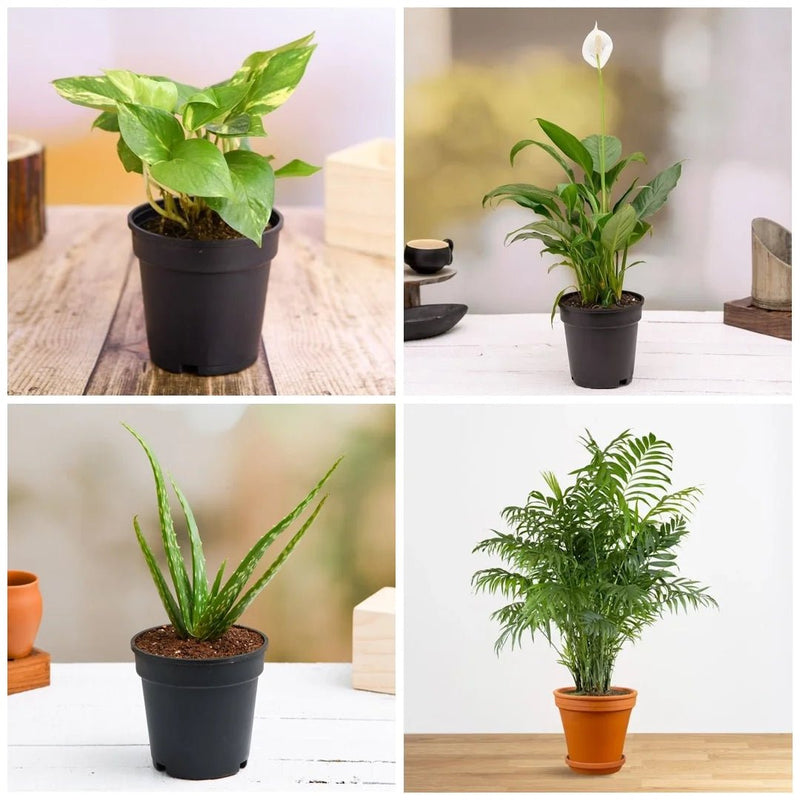 Top 5 Oxygen Bomb Plants Pack