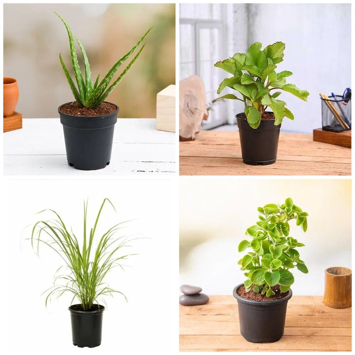 Set of 4 Medicinal Plants