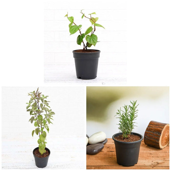 Top 3 Medicinal Herbs