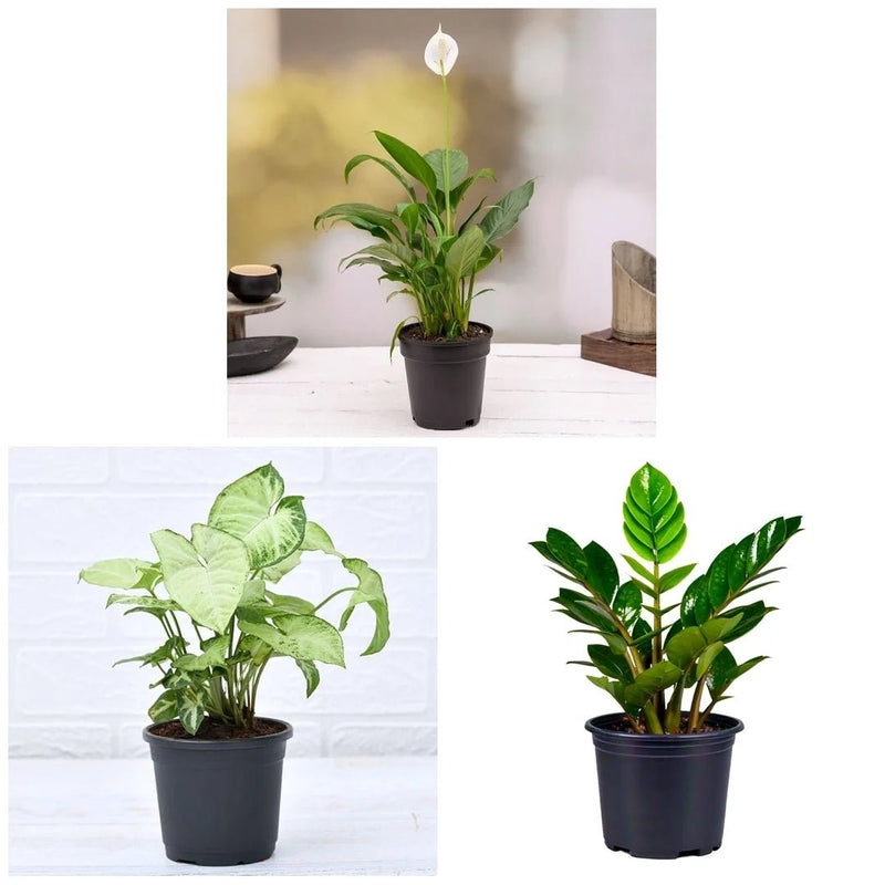 Cute Shade Loving Indoor Plants for Office