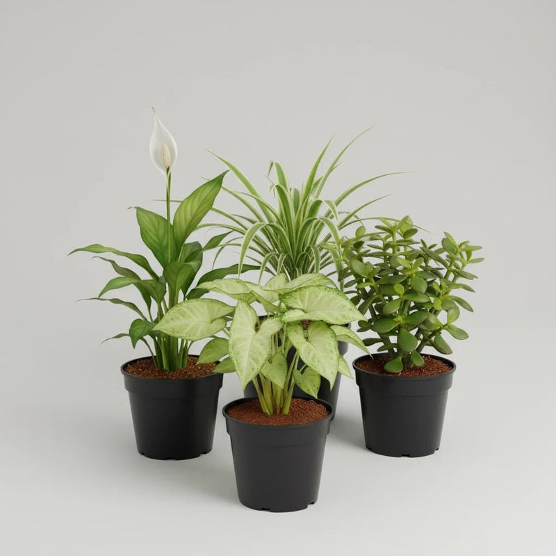 Top 5 Plants for Healthy and Prosperous New Year