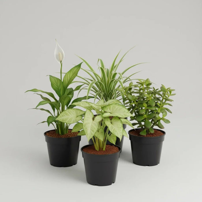 Top 5 Plants for Healthy and Prosperous New Year