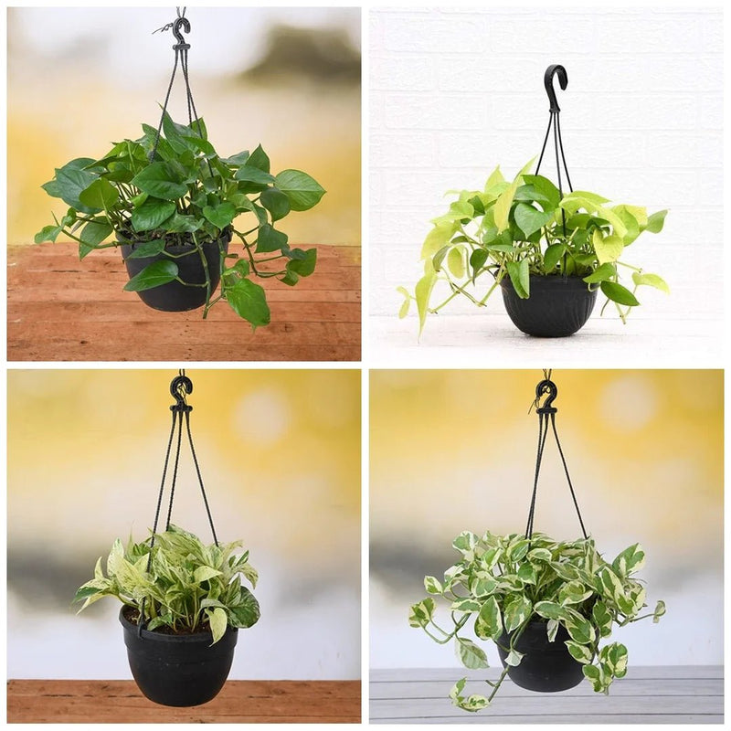 4 Money Plants in Hanging Baskets