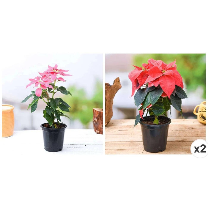 Poinsettia, Christmas Flower ( Pack of 3 ) Plants