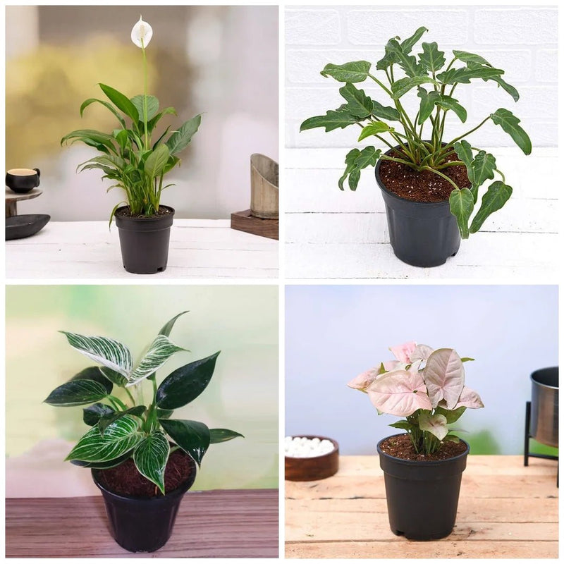 Set of 4 Natural Air Purifier Plants for Home Garden