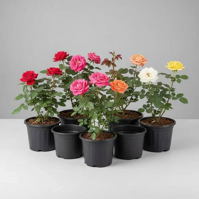 Exotic 12 Roses Garden Pack