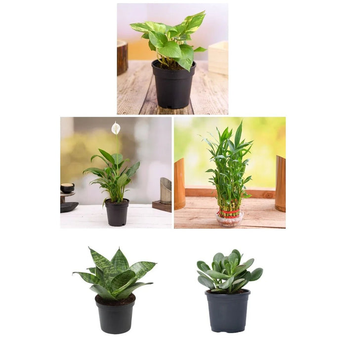 Top 5 Plants to Attract Money