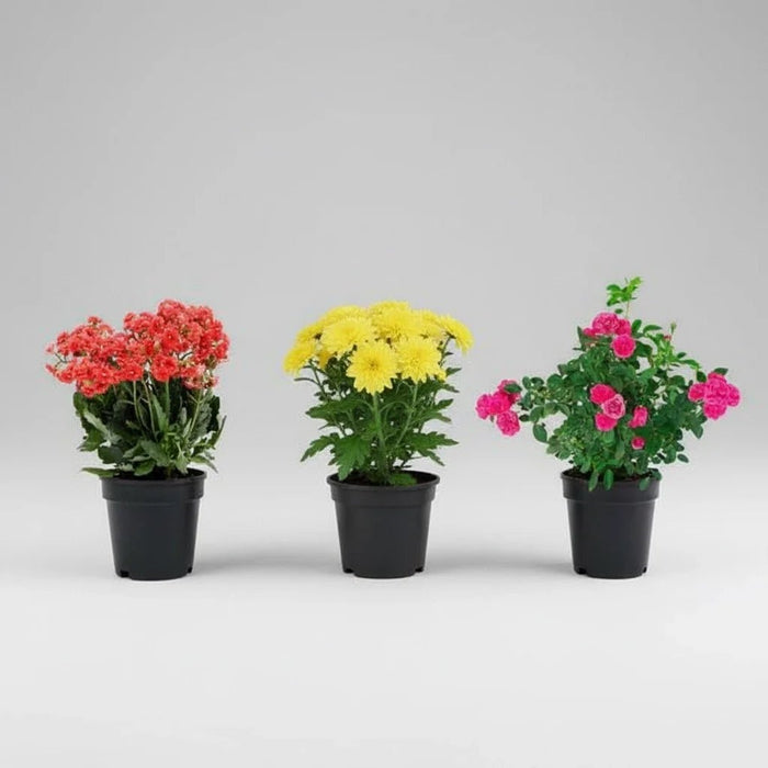 Symbol of Purity on Republic Day Plants Pack