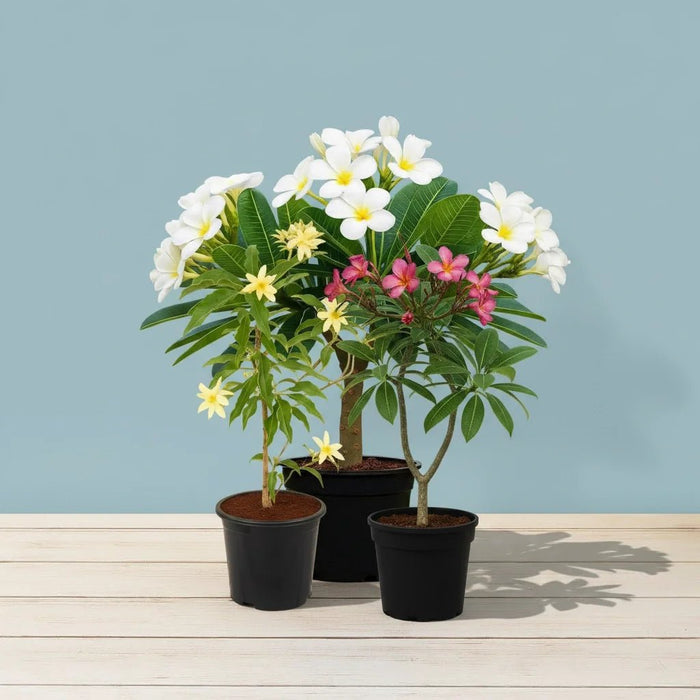 Charming Champa (Pack of 3) Plants