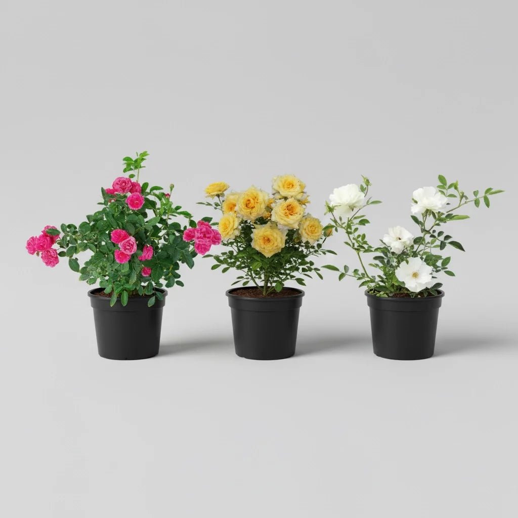 Buy Enchanting Miniature Roses (Set of 3) online from Nurserylive at ...