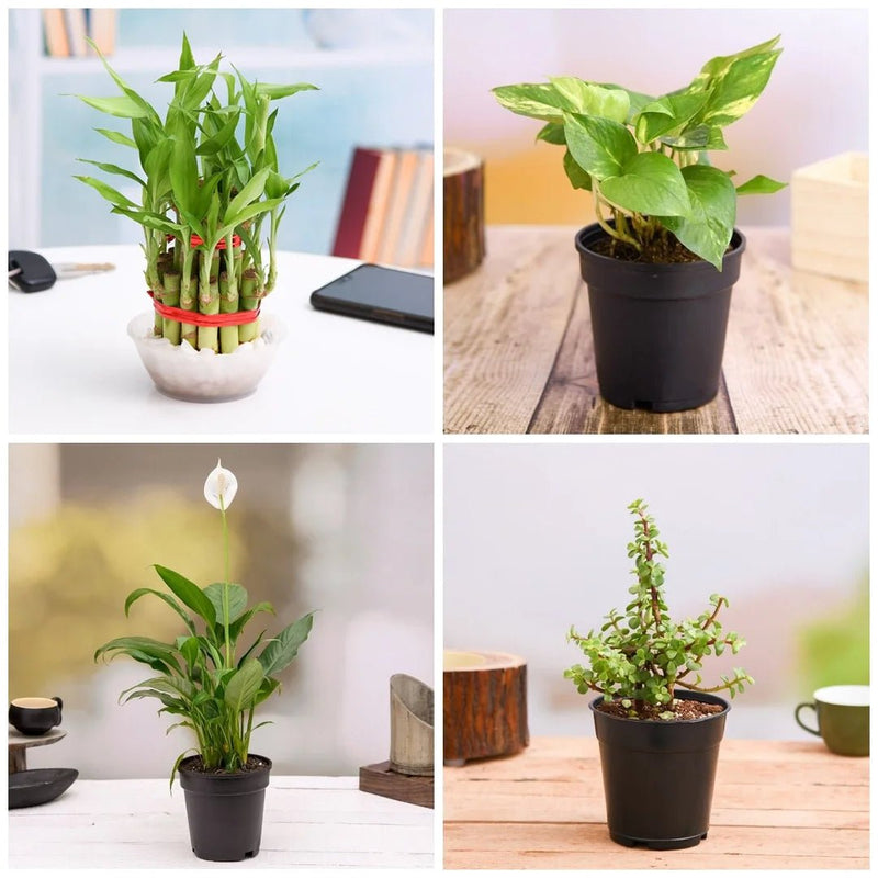 Top 4 Plants to Bring Goodluck and Prosperity