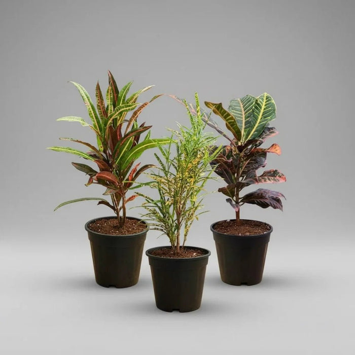 Top 3 Croton Plants Pack
