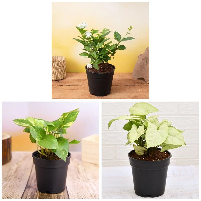 Set of 3 Air Purifier n Summer Cooling Plants Pack