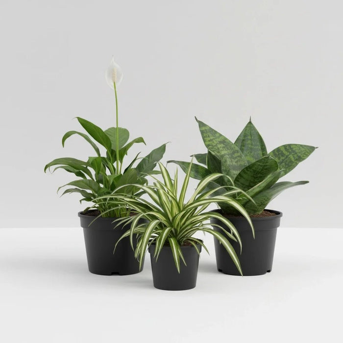 Top 3 Air Purifier Plants Pack