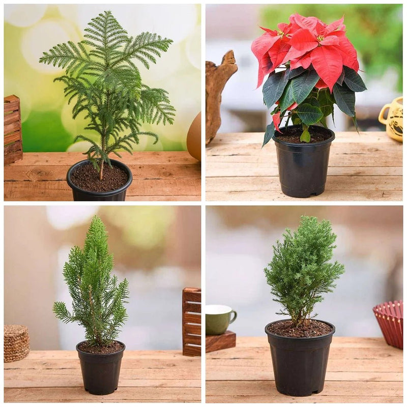 Charming Christmas Celebrations