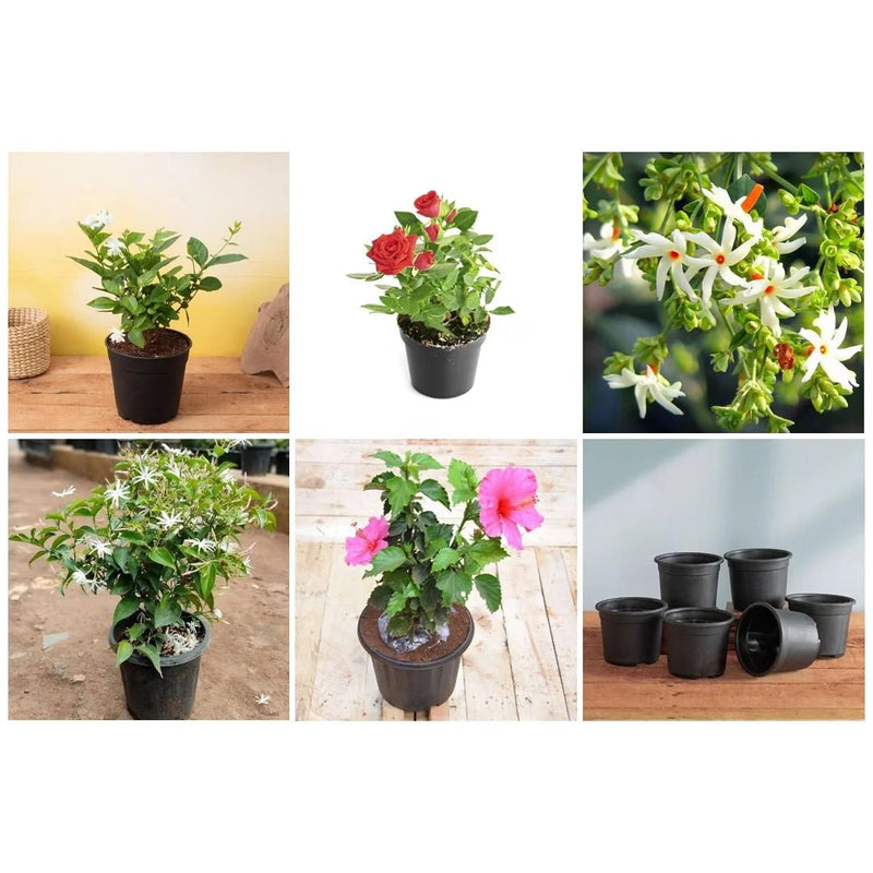Top 5 Multipurpose Flowering Plants For Beauty