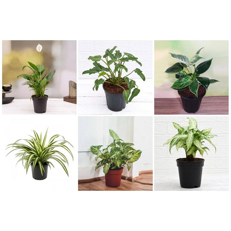 Best 6 Plants for Perfect Indoor Garden