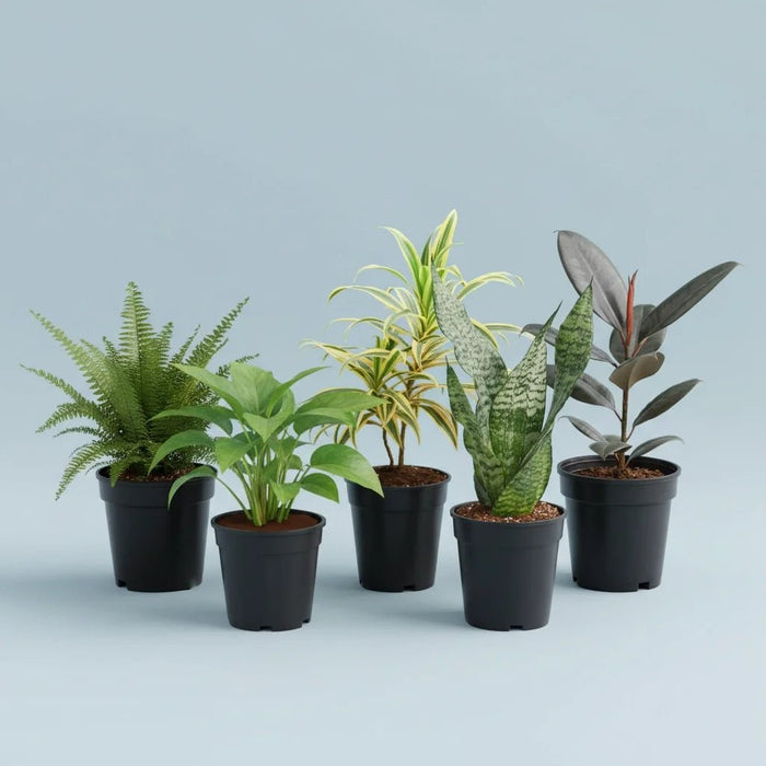 Top 5 Easiest to Grow Plants