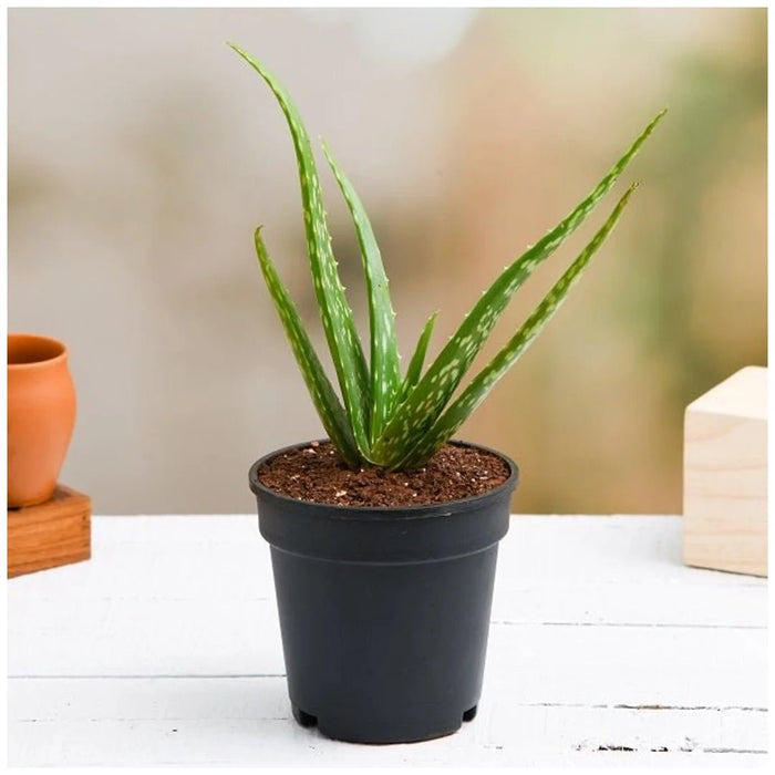 3 Best Plants Indoor to Beat the Air Pollution