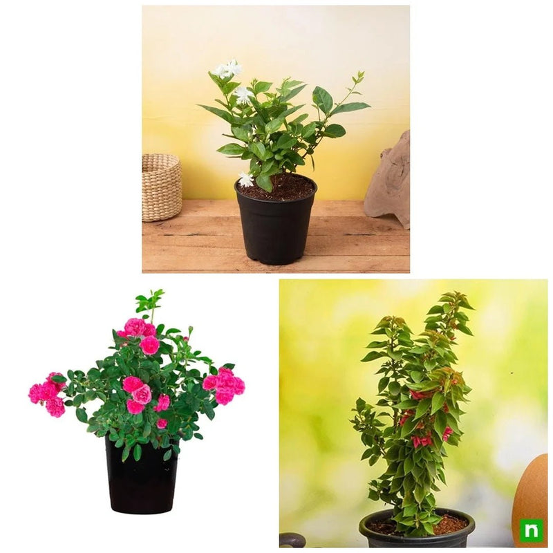 Top 3 Flowering plants to Enhance Garden Beauty