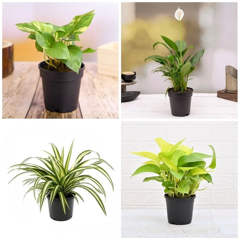 Set of 4 Goodluck Plants for House