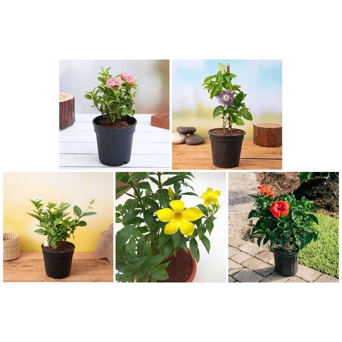 Happy Holi Colorful Plants Pack