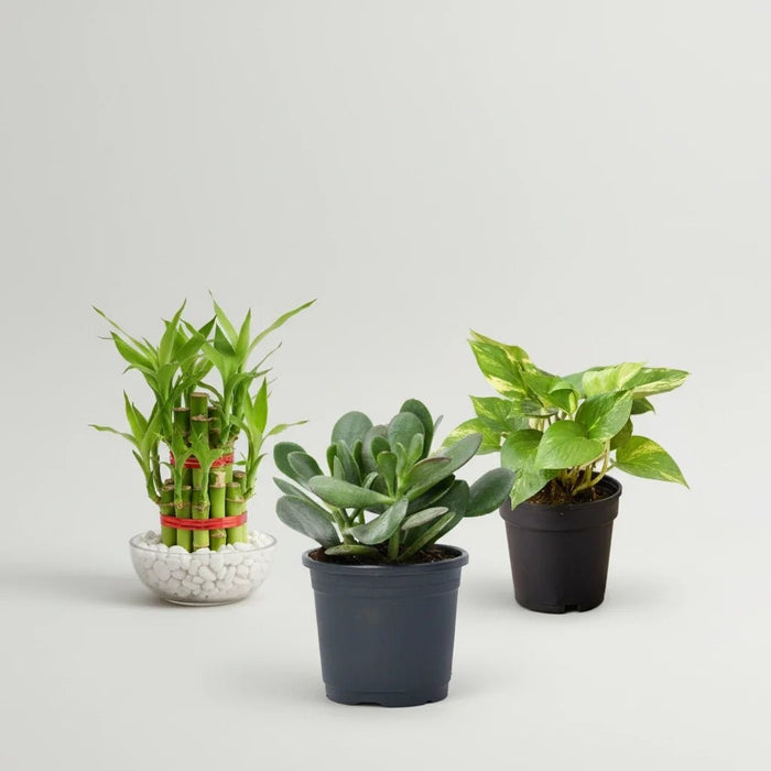 Lucky Money Attracting / Feng Shui Table Top / Office Desk Plants