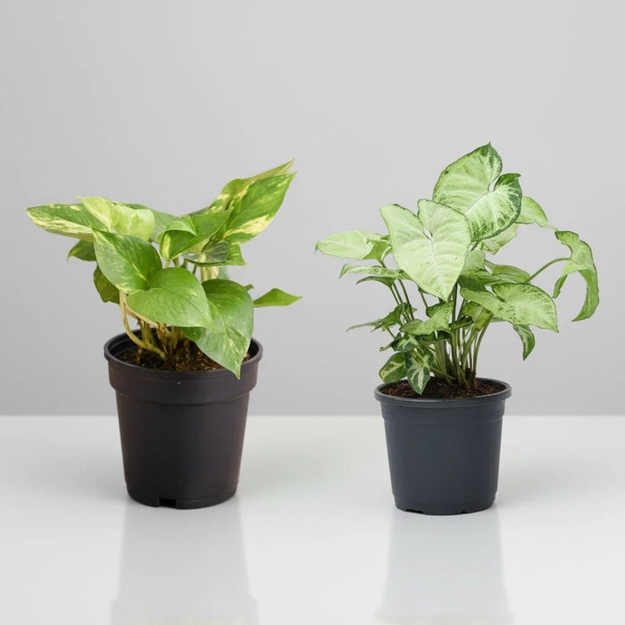 2 Air Purifier Plants Pack